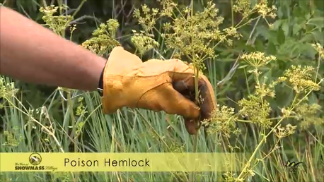 Poison Hemlock